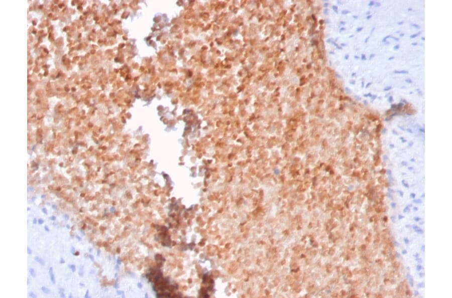 Immunohistochemistry - Anti-alpha Fodrin Antibody [SPTAN1/3352] - BSA and Azide free (A253221) - Antibodies.com
