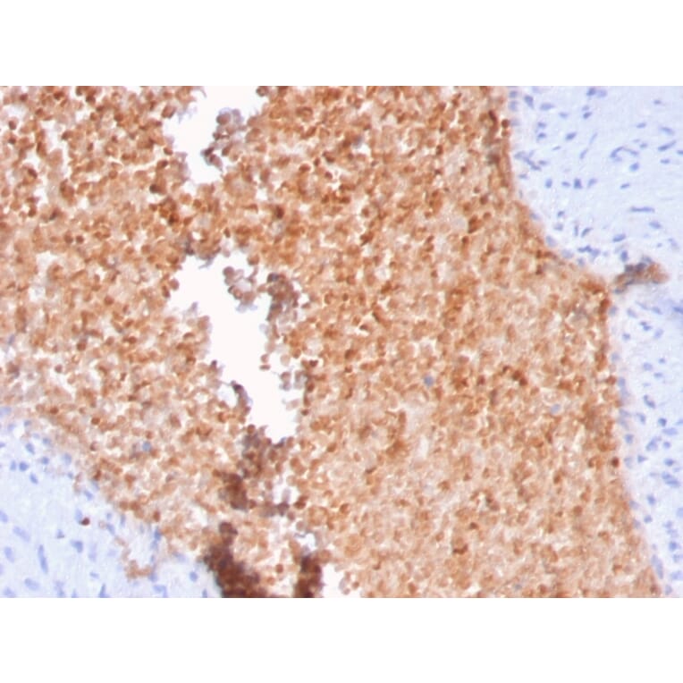 Immunohistochemistry - Anti-alpha Fodrin Antibody [SPTAN1/3352] - BSA and Azide free (A253221) - Antibodies.com