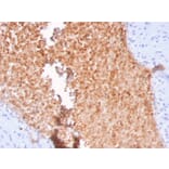 Immunohistochemistry - Anti-alpha Fodrin Antibody [SPTAN1/3352] - BSA and Azide free (A253221) - Antibodies.com