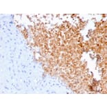 Immunohistochemistry - Anti-alpha Fodrin Antibody [SPTAN1/3352] - BSA and Azide free (A253221) - Antibodies.com