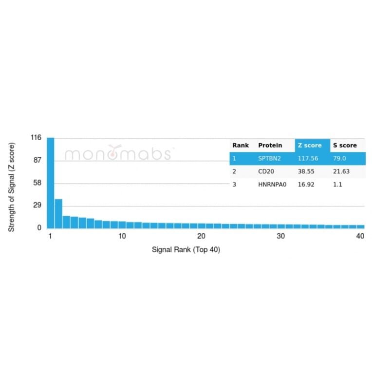 Protein Array - Anti-beta III Spectrin Antibody [rSPTBN2/1778] - BSA and Azide free (A253222) - Antibodies.com