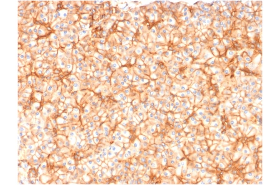 Immunohistochemistry - Anti-beta III Spectrin Antibody [SPTBN2/1582] - BSA and Azide free (A253224) - Antibodies.com