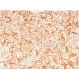 Immunohistochemistry - Anti-beta III Spectrin Antibody [SPTBN2/1582] - BSA and Azide free (A253224) - Antibodies.com