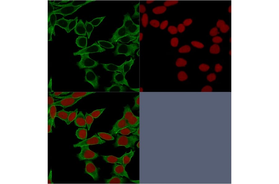 Immunofluorescence - Anti-beta III Spectrin Antibody [SPTBN2/1583] - BSA and Azide free (A253225) - Antibodies.com