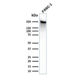 Western Blot - Anti-beta III Spectrin Antibody [SPTBN2/1583] - BSA and Azide free (A253225) - Antibodies.com