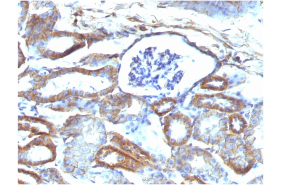 Immunohistochemistry - Anti-beta III Spectrin Antibody [SPTBN2/1584] - BSA and Azide free (A253226) - Antibodies.com