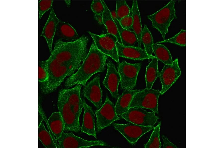 Immunofluorescence - Anti-beta III Spectrin Antibody [SPTBN2/1584] - BSA and Azide free (A253226) - Antibodies.com