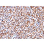 Immunohistochemistry - Anti-beta III Spectrin Antibody [SPTBN2/1778] - BSA and Azide free (A253227) - Antibodies.com
