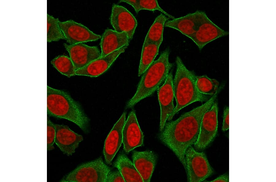 Immunofluorescence - Anti-beta III Spectrin Antibody [SPTBN2/2887R] - BSA and Azide free (A253228) - Antibodies.com