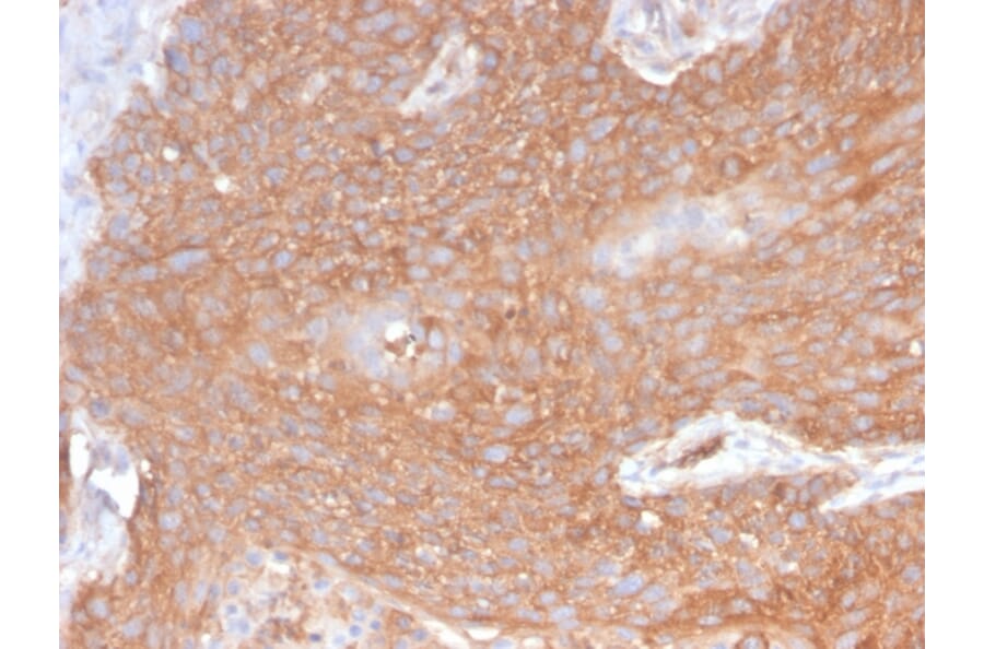 Immunohistochemistry - Anti-beta III Spectrin Antibody [SPTBN2/2894R] - BSA and Azide free (A253229) - Antibodies.com