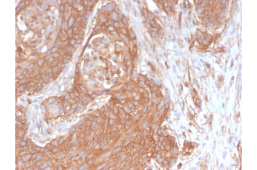 Immunohistochemistry - Anti-beta III Spectrin Antibody [SPTBN2/2894R] - BSA and Azide free (A253229) - Antibodies.com
