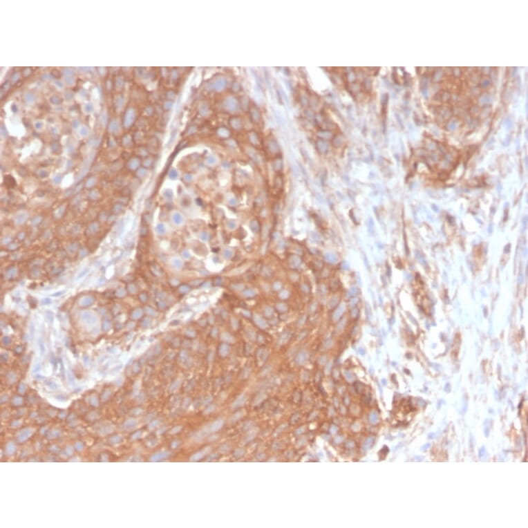 Immunohistochemistry - Anti-beta III Spectrin Antibody [SPTBN2/2894R] - BSA and Azide free (A253229) - Antibodies.com