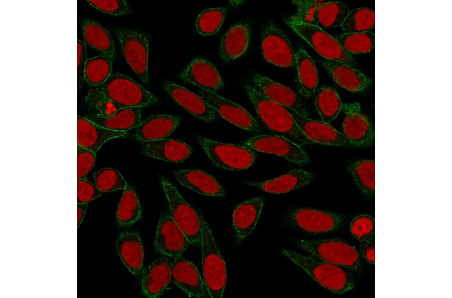 Immunofluorescence - Anti-beta III Spectrin Antibody [SPTBN2/3142R] - BSA and Azide free (A253231) - Antibodies.com