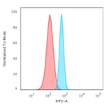 Flow Cytometry - Anti-beta III Spectrin Antibody [SPTBN2/3142R] - BSA and Azide free (A253230) - Antibodies.com