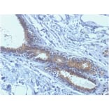 Immunohistochemistry - Anti-BRCA1 Antibody [BRCA1/1398] - BSA and Azide free (A253234) - Antibodies.com