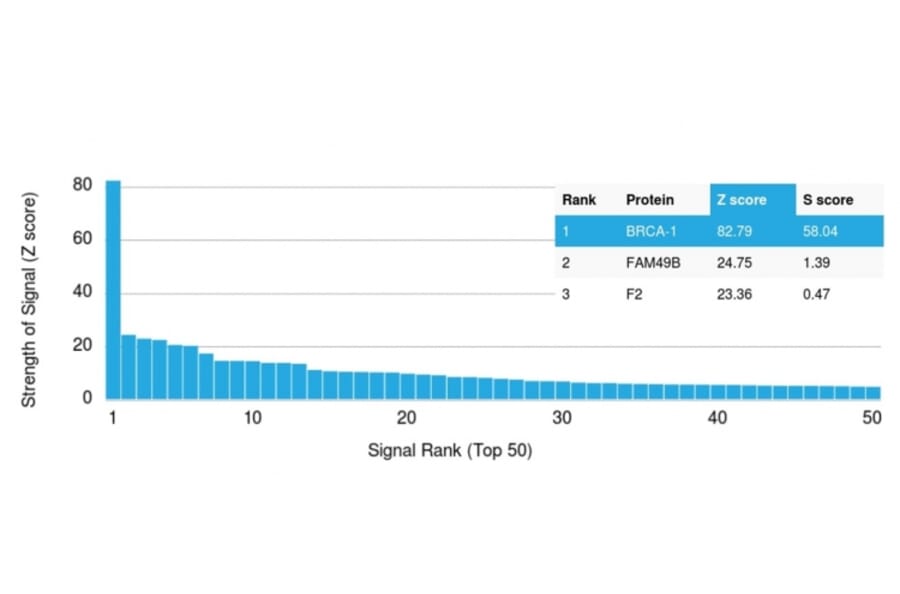 Protein Array - Anti-BRCA1 Antibody [BRCA1/2986] - BSA and Azide free (A253236) - Antibodies.com