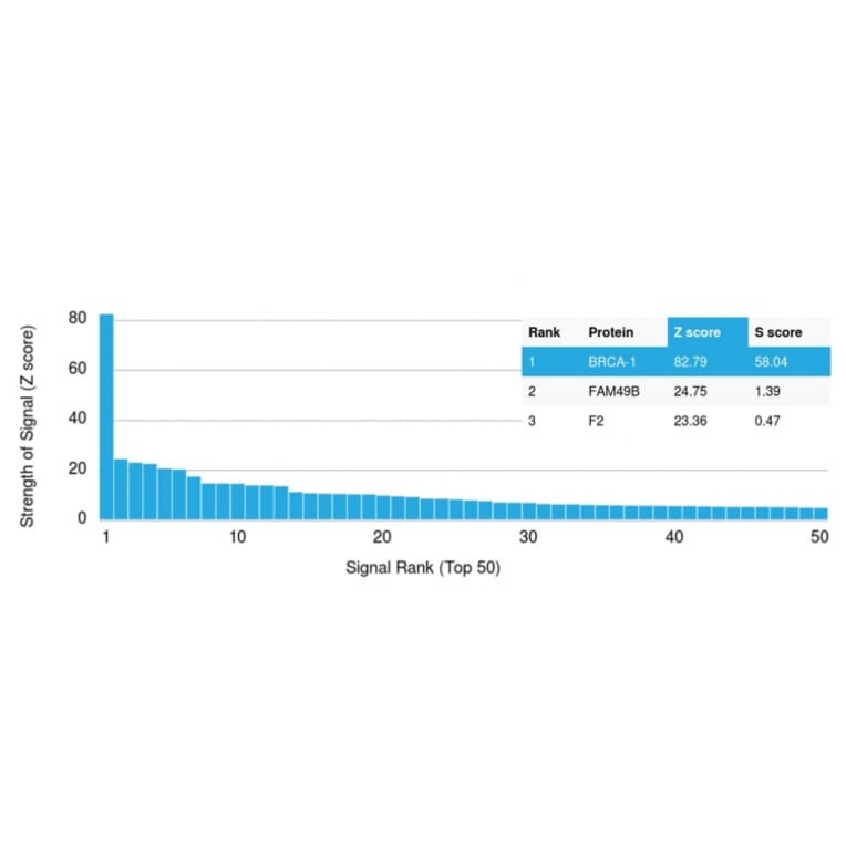 Protein Array - Anti-BRCA1 Antibody [BRCA1/2986] - BSA and Azide free (A253236) - Antibodies.com