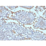 Immunohistochemistry - Anti-StAR Antibody [STAR/2077] - BSA and Azide free (A253237) - Antibodies.com