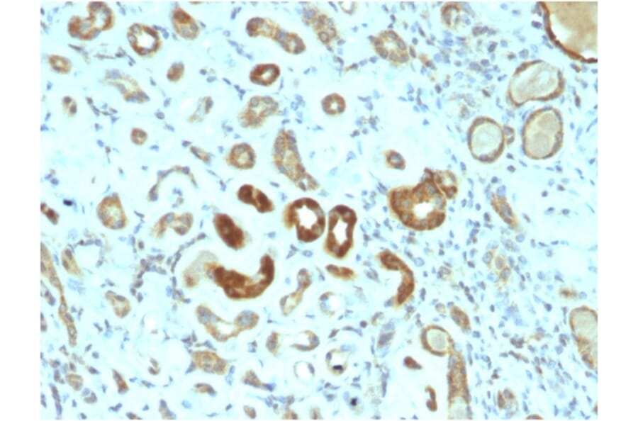 Immunohistochemistry - Anti-STAT3 Antibody [STAT3/2409] - BSA and Azide free (A253242) - Antibodies.com