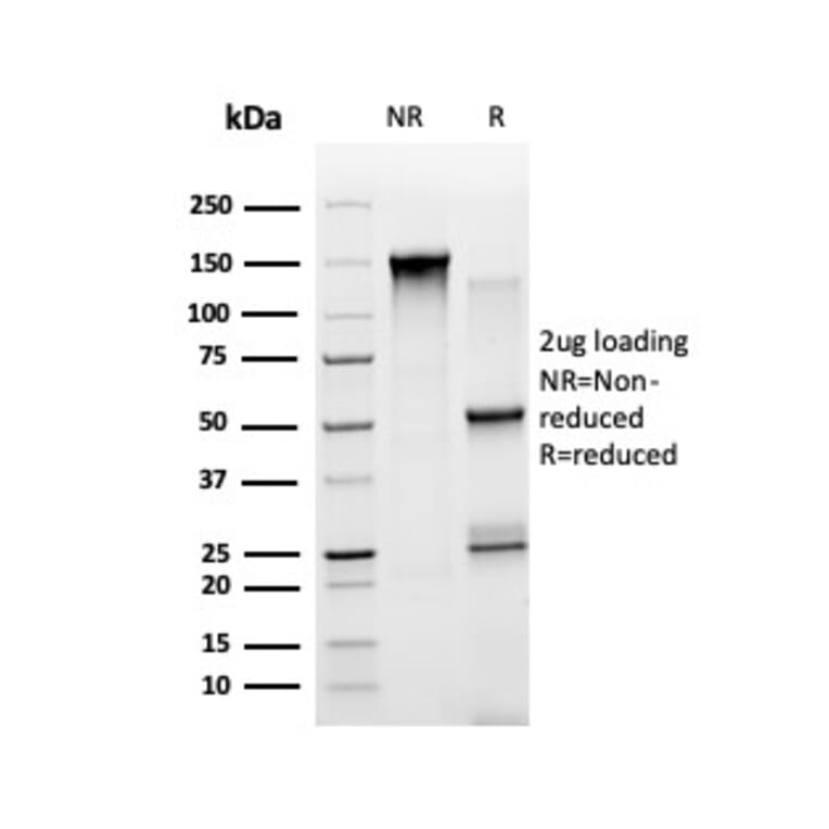 SDS-PAGE - Anti-STAT5A Antibody [PCRP-STAT5A-1A11] - BSA and Azide free (A253243) - Antibodies.com