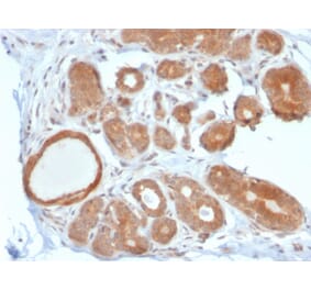 Immunohistochemistry - Anti-STAT5B Antibody [STAT5B/2611] - BSA and Azide free (A253245) - Antibodies.com