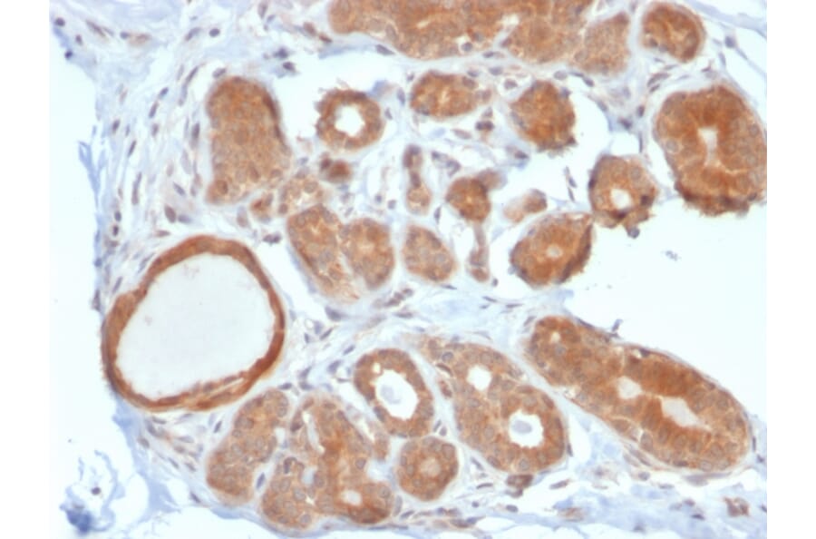 Immunohistochemistry - Anti-STAT5B Antibody [STAT5B/2611] - BSA and Azide free (A253245) - Antibodies.com