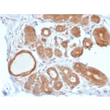 Immunohistochemistry - Anti-STAT5B Antibody [STAT5B/2611] - BSA and Azide free (A253245) - Antibodies.com