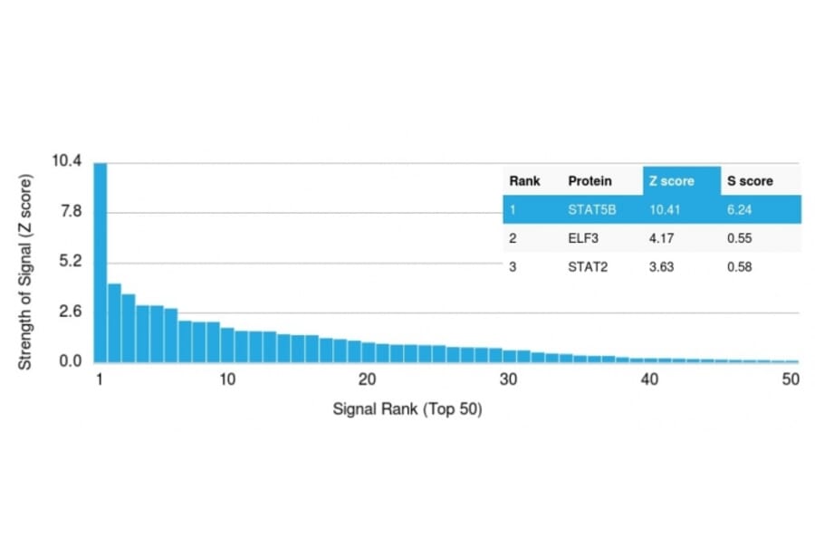 Protein Array - Anti-STAT5B Antibody [STAT5B/2657] - BSA and Azide free (A253245) - Antibodies.com