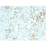 Immunohistochemistry - Anti-STAT6 Antibody [STAT6/2410] - BSA and Azide free (A253247) - Antibodies.com