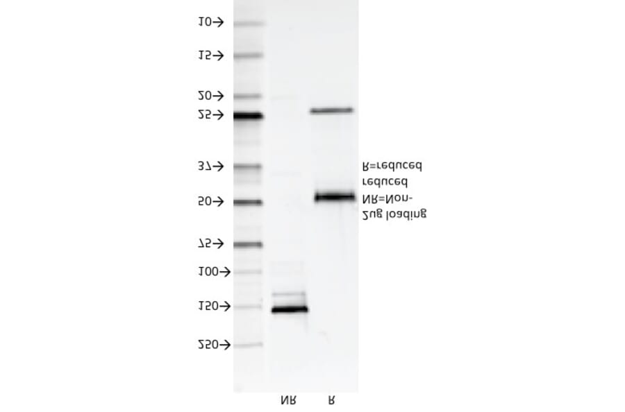 SDS-PAGE - Anti-CD147 Antibody [8D6] - BSA and Azide free (A253249) - Antibodies.com