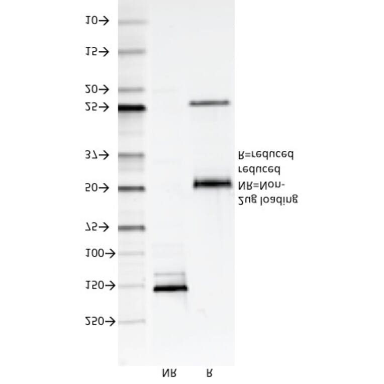 SDS-PAGE - Anti-CD147 Antibody [8D6] - BSA and Azide free (A253249) - Antibodies.com