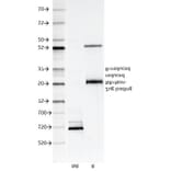 SDS-PAGE - Anti-CD147 Antibody [8D6] - BSA and Azide free (A253249) - Antibodies.com