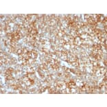 Immunohistochemistry - Anti-CD147 Antibody [BSG/963] - BSA and Azide free (A253250) - Antibodies.com