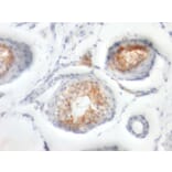 Immunohistochemistry - Anti-CD147 Antibody [BSG/963] - BSA and Azide free (A253250) - Antibodies.com