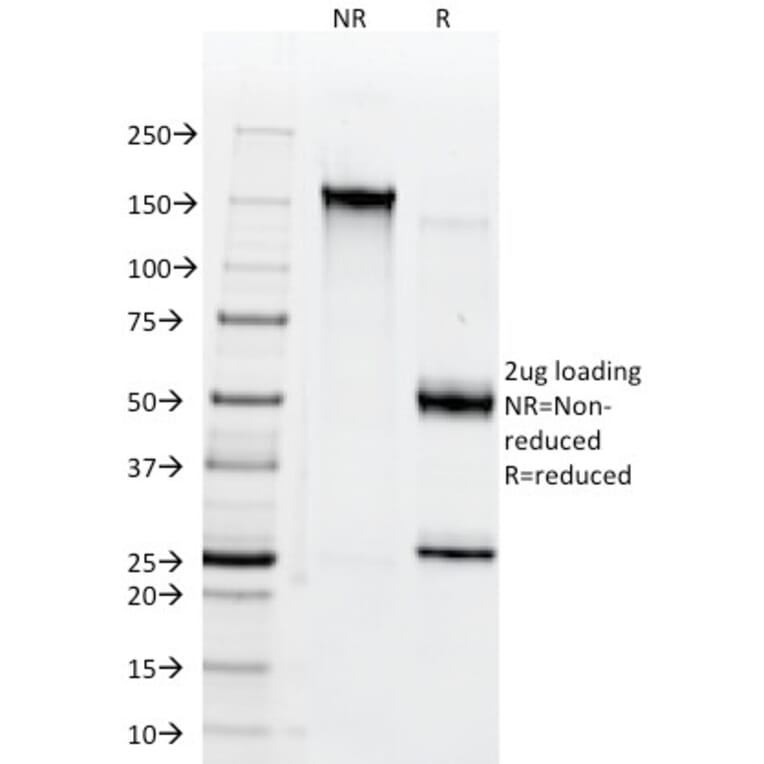 SDS-PAGE - Anti-CD147 Antibody [BSG/963] - BSA and Azide free (A253250) - Antibodies.com