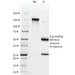 SDS-PAGE - Anti-CD147 Antibody [BSG/963] - BSA and Azide free (A253250) - Antibodies.com