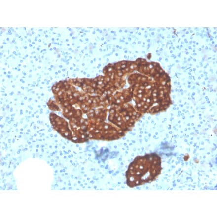 Immunohistochemistry - Anti-Synaptophysin Antibody [SYP/3551] - BSA and Azide free (A253251) - Antibodies.com