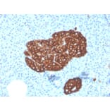 Immunohistochemistry - Anti-Synaptophysin Antibody [SYP/3551] - BSA and Azide free (A253251) - Antibodies.com