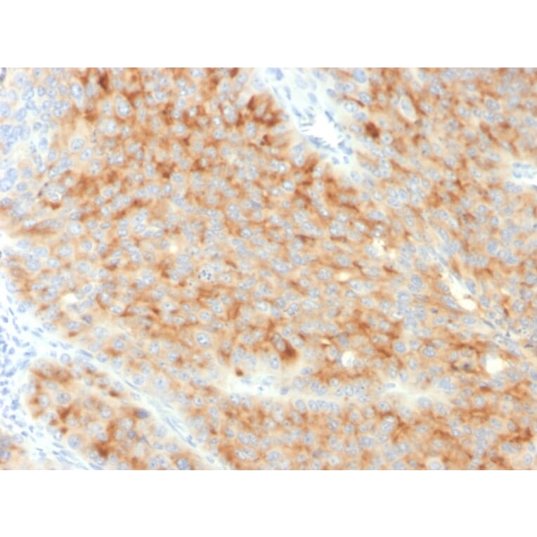Immunohistochemistry - Anti-Synaptophysin Antibody [SYP/3551] - BSA and Azide free (A253251) - Antibodies.com
