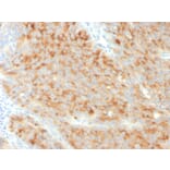 Immunohistochemistry - Anti-Synaptophysin Antibody [SYP/3551] - BSA and Azide free (A253251) - Antibodies.com