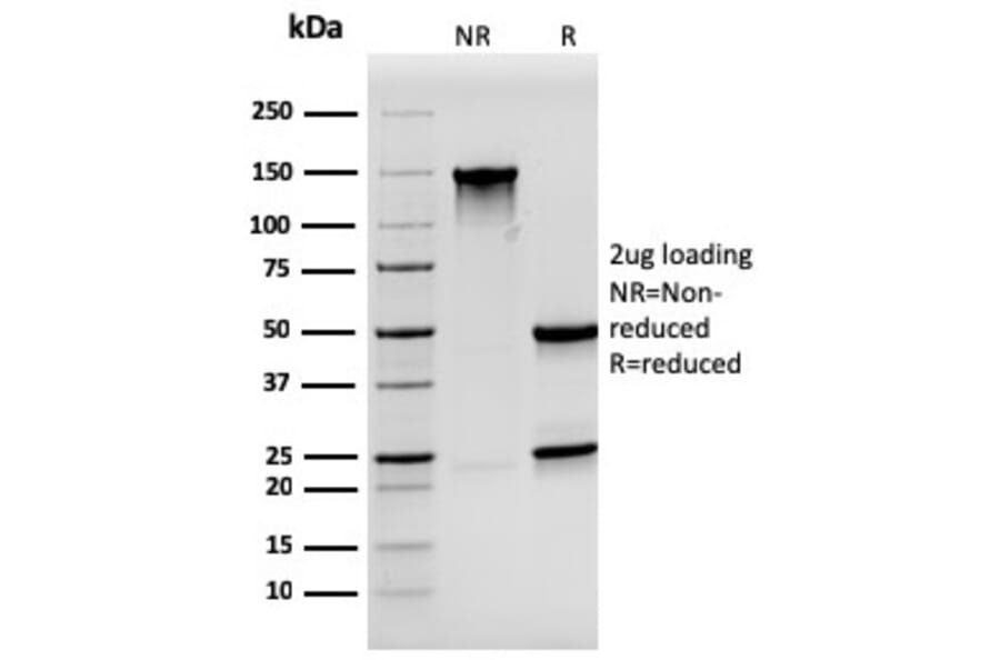 SDS-PAGE - Anti-Synaptophysin Antibody [SYP/3551] - BSA and Azide free (A253251) - Antibodies.com