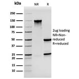 SDS-PAGE - Anti-Synaptophysin Antibody [SYP/3551] - BSA and Azide free (A253251) - Antibodies.com
