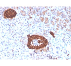 Immunohistochemistry - Anti-Synaptophysin Antibody [rSYP/4654] - BSA and Azide free (A253251) - Antibodies.com