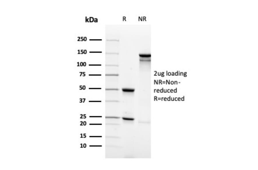 SDS-PAGE - Anti-Synaptophysin Antibody [rSYP/4654] - BSA and Azide free (A253252) - Antibodies.com