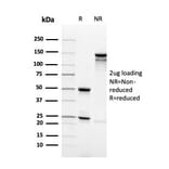 SDS-PAGE - Anti-Synaptophysin Antibody [rSYP/4654] - BSA and Azide free (A253252) - Antibodies.com