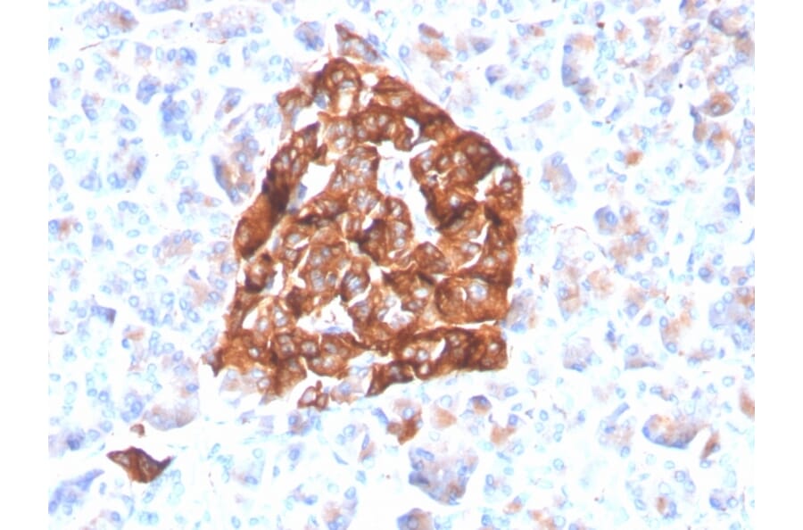 Immunohistochemistry - Anti-Synaptophysin Antibody [SYP/4503R] - BSA and Azide free (A253252) - Antibodies.com