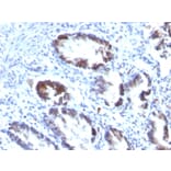 Immunohistochemistry - Anti-Transgelin Antibody [TAGLN/247] - BSA and Azide free (A253253) - Antibodies.com