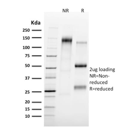 SDS-PAGE - Anti-Tal1 Antibody [TAL1/2707] - BSA and Azide free (A253255) - Antibodies.com