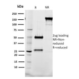 SDS-PAGE - Anti-Tal1 Antibody [BTL73] - BSA and Azide free (A253256) - Antibodies.com