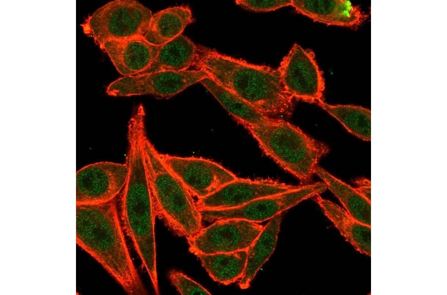 Immunofluorescence - Anti-TRBP Antibody [PCRP-TARBP2-1E5] - BSA and Azide free (A253259) - Antibodies.com